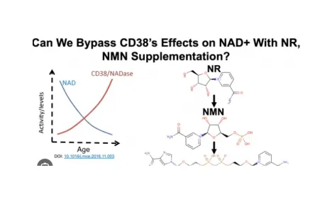 AIDEVI NAD+: Exploring the Human Anatomy, Cellular Functions, and Needs