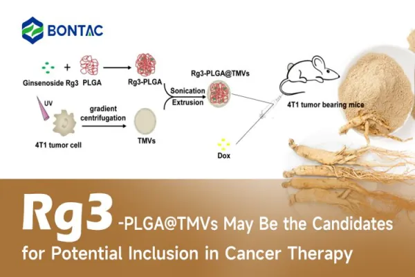 Rg3-PLGA@TMVs có thể là ứng cử viên tiềm năng được đưa vào liệu pháp điều trị ung thư