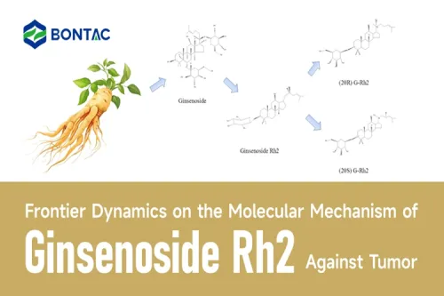 A ginsenozid Rh2 tumor elleni molekuláris mechanizmusának határdinamikája