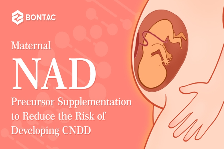 Maternal NAD Precursor Supplementation to Reduce the Risk of Developing CNDD