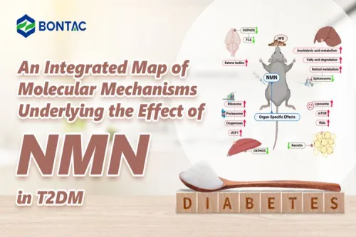 An Integrated Map of Molecular Mechanisms Underlying the Effect of NMN in T2DM