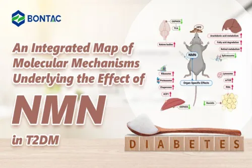 Integruotas molekulinių mechanizmų, kuriais grindžiamas NMN poveikis T2DM, žemėlapis