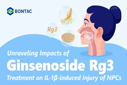A ginsenozid Rg3 kezelés feloldó hatása az NPC-k IL-1β által kiváltott sérülésére