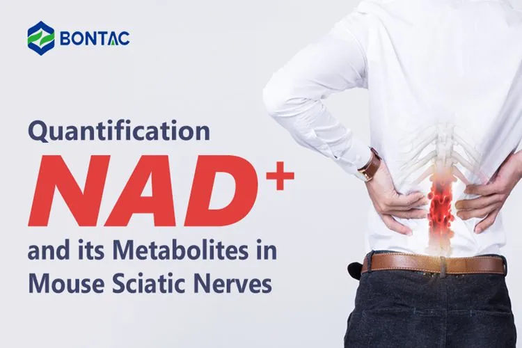 Quantification NAD+ and its Metabolites in Mouse Sciatic Nerves