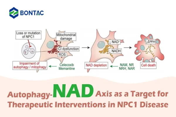 Autophagy-NAD Axis as a Target for Therapeutic Interventions in NPC1 Disease