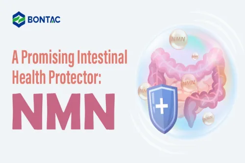 A Promising Intestinal Health Protector: NMN