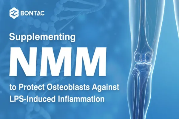 เสริม NMN เพื่อป้องกัน osteoblasts จากการอักเสบที่เกิดจาก LPS