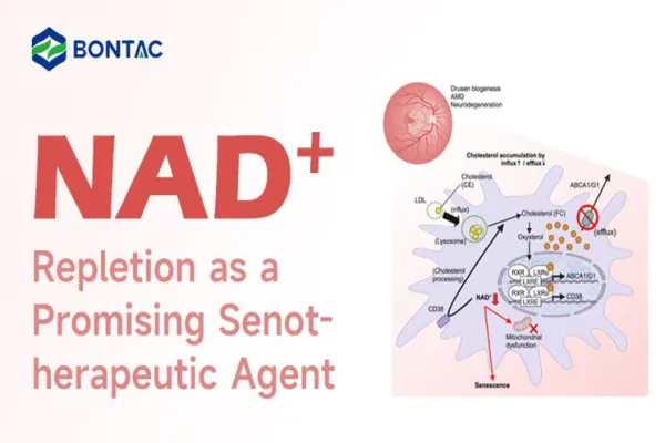 NAD+ Repletion as a Promising Senotherapeutic Agent