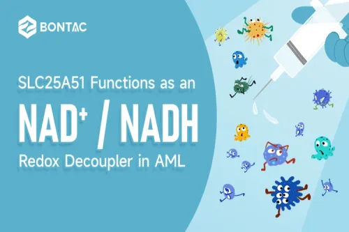 SLC25A51 funguje jako NAD+/NADH redoxní oddělovač v AML