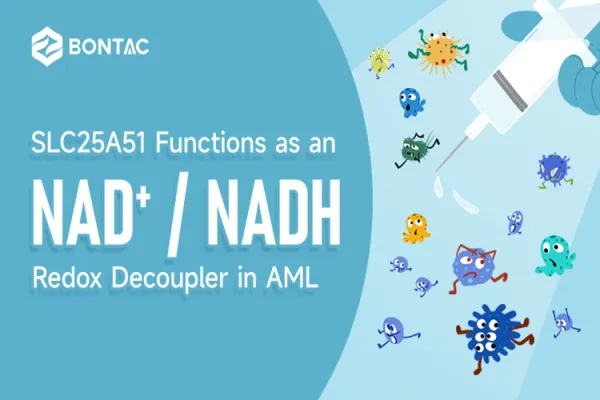 SLC25A51 Functions as an NAD+/NADH Redox Decoupler in AML