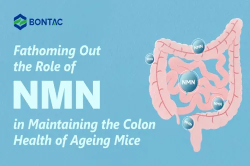 Az NMN szerepének feltárása az öregedő egerek vastagbél egészségének megőrzésében