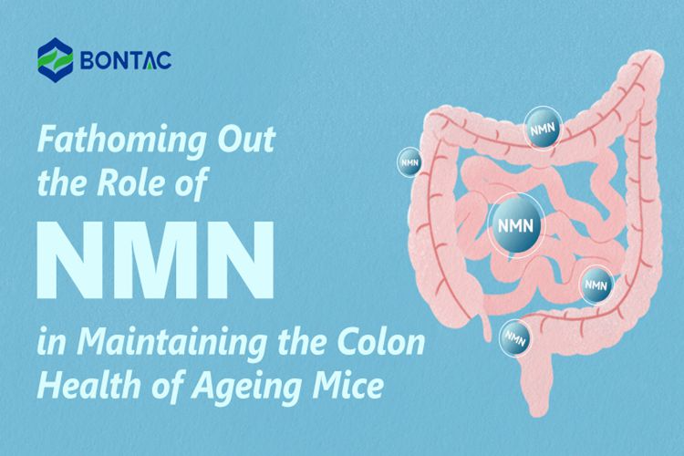 Fathoming Out the Role of NMN in Maintaining the Colon Health of Ageing Mice