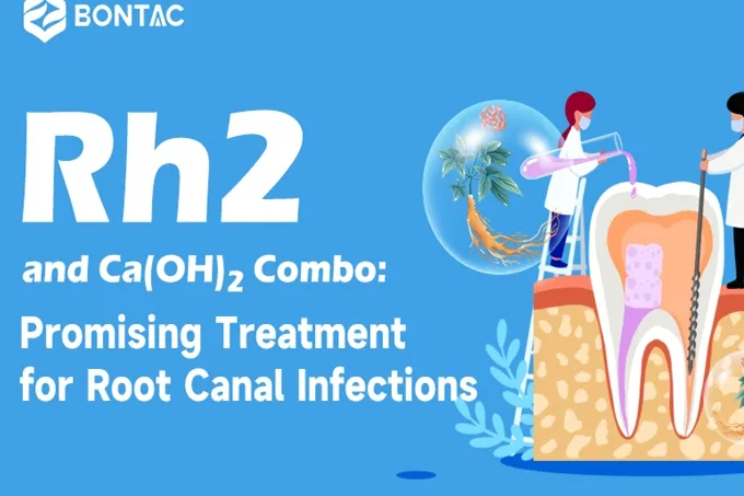 Rh2 and Ca(OH)2 Combo: Promising Treatment for Root Canal Infections
