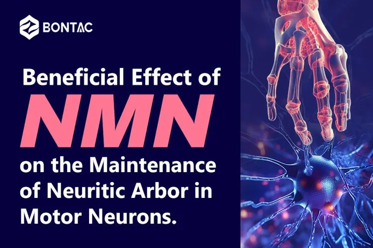 Beneficial Effect of NMN on the Maintenance of Neuritic Arbor in Motor Neurons