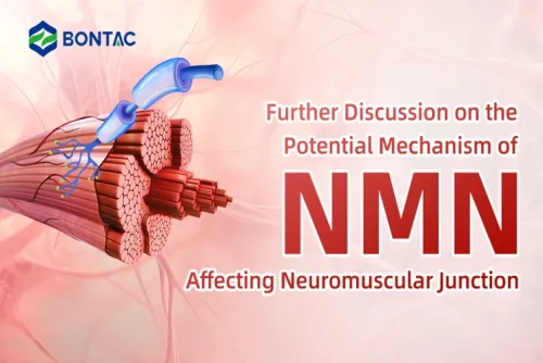 Further Discussion on the Potential Mechanism of NMN Affecting Neuromuscular Junction