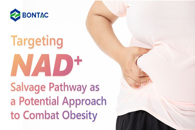 Orientavimasis į NAD+ gelbėjimo kelią kaip galimą kovos su nutukimu būdą