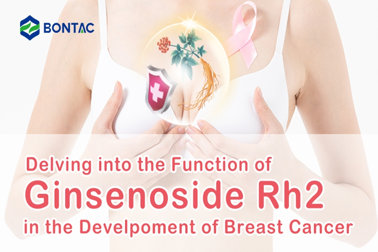 Delving into the Function of Ginsenoside Rh2 in the Develpoment of Breast Cancer