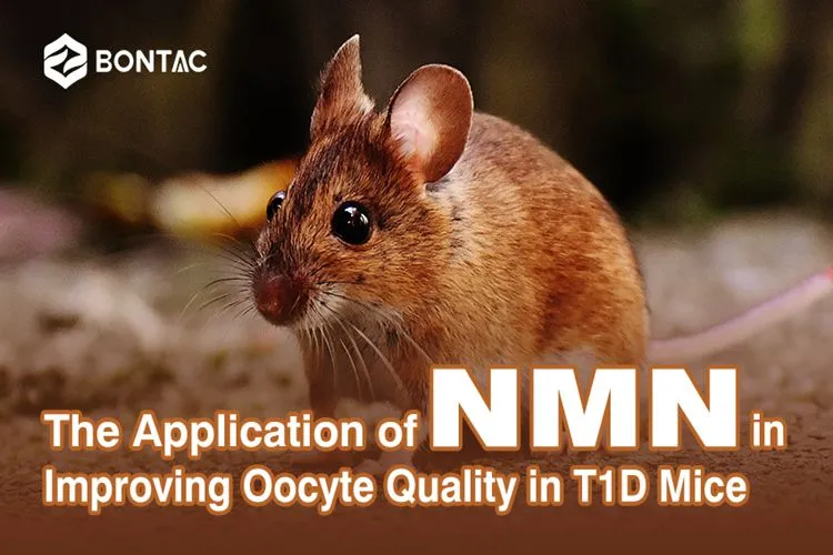 The Application of NMN in Improving Oocyte Quality in T1D Mice