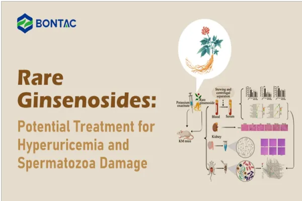 Ginsenosides ที่หายาก: การรักษาที่เป็นไปได้สําหรับภาวะ Hyperuricemia และ Spermatozoa Damage
