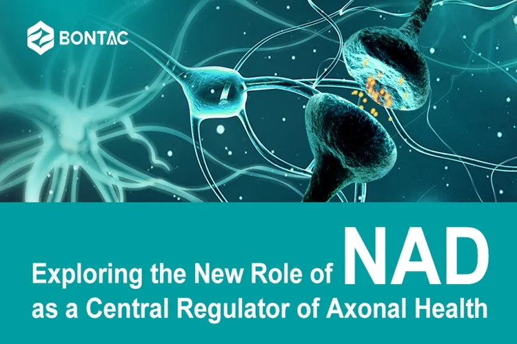 Exploring the New Role of NAD as a Central Regulator of Axonal Health