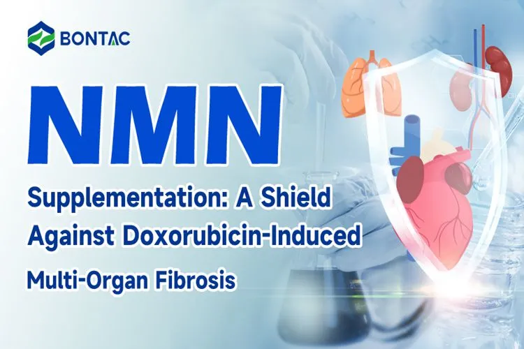 NMN Supplementation: A Shield Against Doxorubicin-Induced Multi-Organ Fibrosis