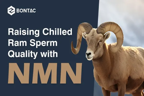 Raising Chilled Ram Sperm Quality with NMN