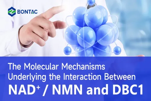 Molekuliniai mechanizmai, kuriais grindžiama NAD+/NMN ir DBC1 sąveika