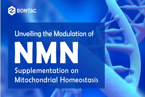 Unveiling the Modulation of NMN Supplementation on Mitochondrial Homeostasis