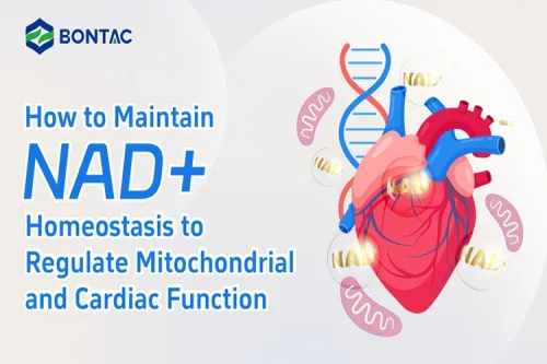How to Maintain NAD+ Homeostasis to Regulate Mitochondrial and Cardiac Function