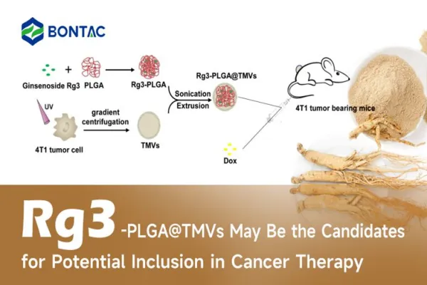 Rg3-PLGA@TMVs pueden ser los candidatos para su posible inclusión en la terapia contra el cáncer