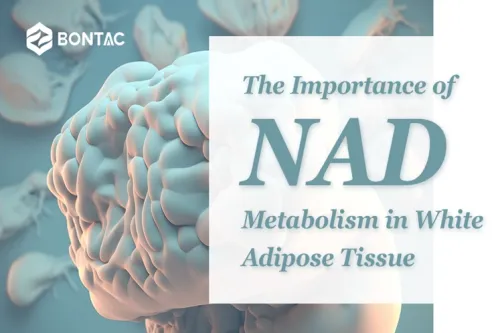 The Importance of NAD Metabolism in White Adipose Tissue