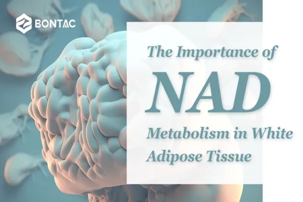 L'importanza del metabolismo del NAD nel tessuto adiposo bianco