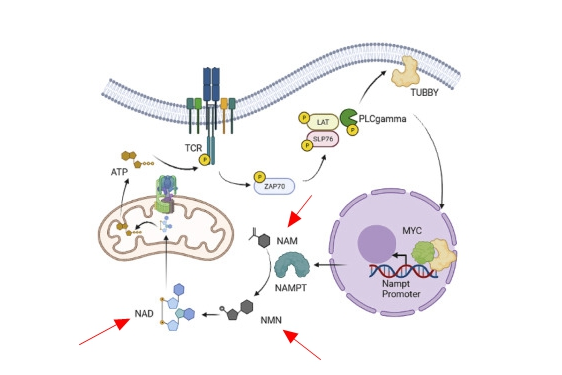 The latest research proves: Coenzyme NAD+ can enhance tumor immunity! Expert Comment from Chinese Academy of Sciences