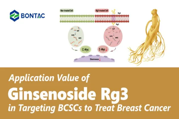 Giá trị ứng dụng của Ginsenoside Rg3 trong việc nhắm mục tiêu BCSC để điều trị ung thư vú