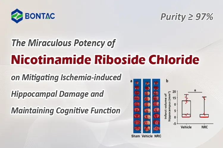 The Miraculous Potency of NR-CL on Mitigating Ischemia-induced Hippocampal Damage and Maintaining Cognitive Function