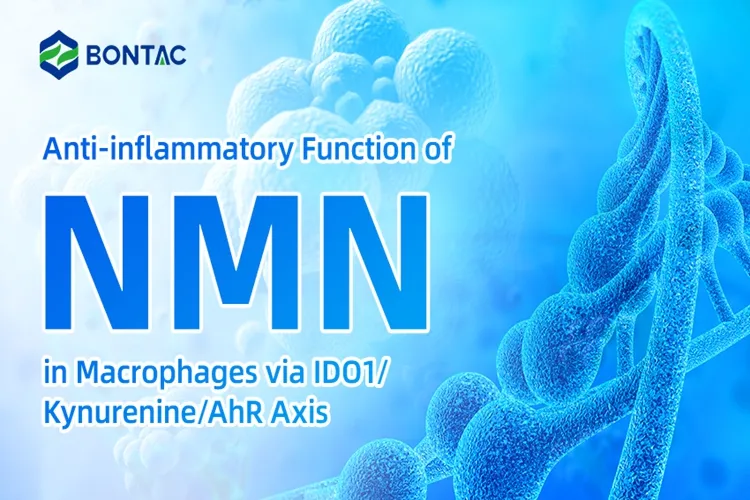 Anti-inflammatory Function of NMN in Macrophages via IDO1/Kynurenine/AhR Axis