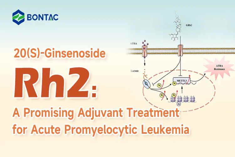 20(S)-Ginsenoside Rh2: A Promising Adjuvant Treatment for Acute Promyelocytic Leukemia