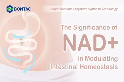 The Significance of NAD+ in Intestinal Senescence Caused by Elevated mtDNA Mutations