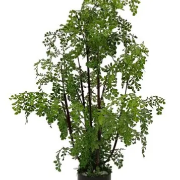 Decorative Light Ornaments Fern Plant with Timer & LED Uplights